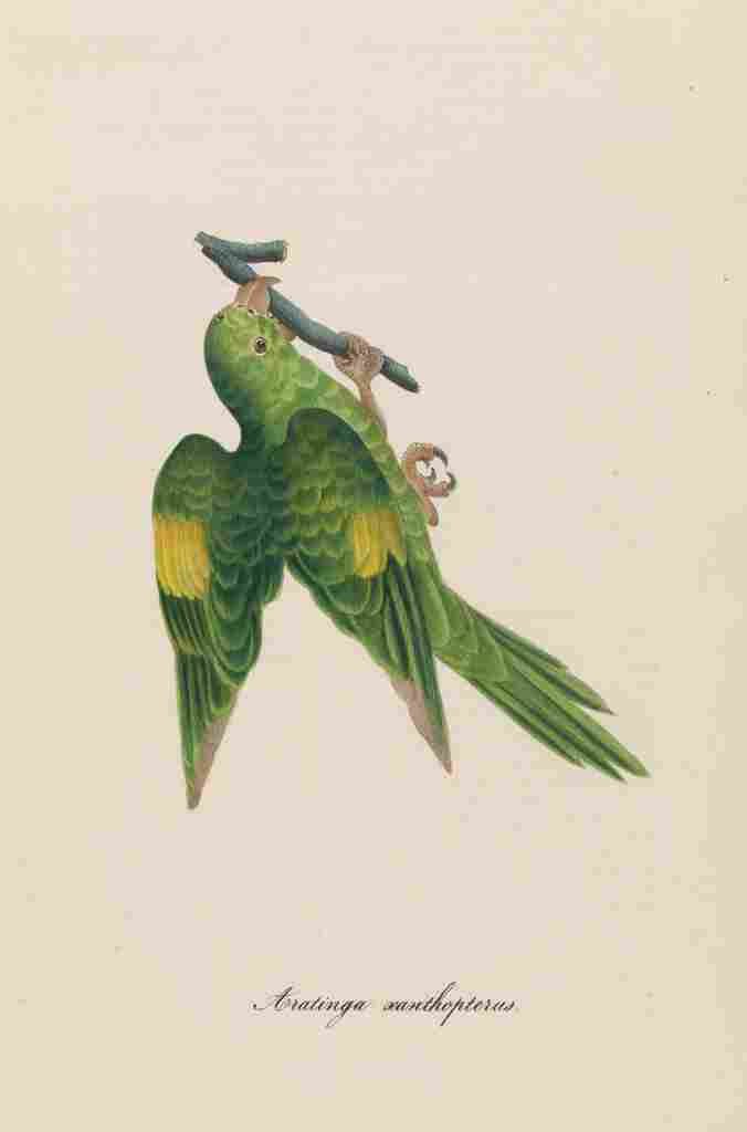 Unknown Monographie der Papergeien 1842 21 A4 Photo Print