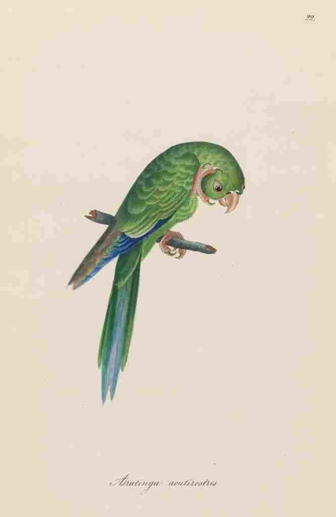 Unknown Monographie der Papergeien 1842 22 A4 Photo Print
