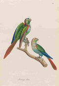 Unknown Monographie der Papergeien 1842 24 A4 Photo Print