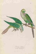 Unknown Monographie der Papergeien 1842 26 A4 Photo Print