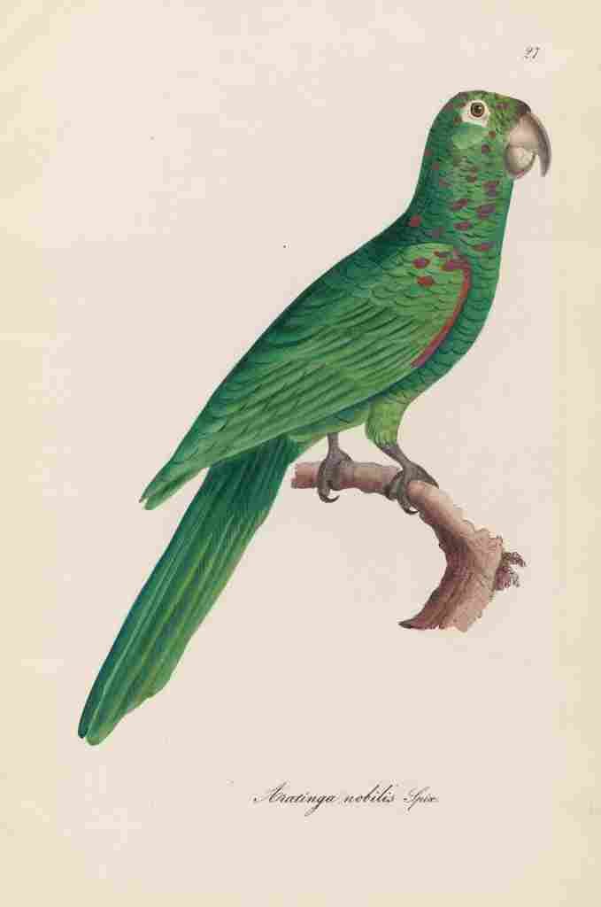 Unknown Monographie der Papergeien 1842 27 A4 Photo Print