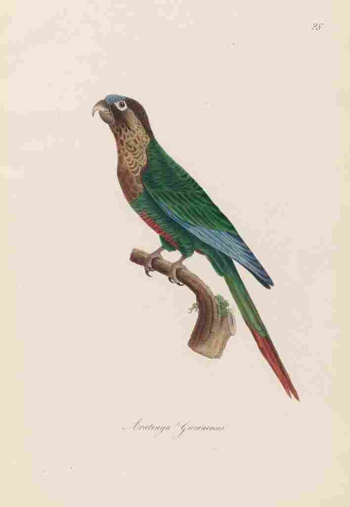 Unknown Monographie der Papergeien 1842 28 A4 Photo Print