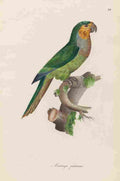Unknown Monographie der Papergeien 1842 29 A4 Photo Print
