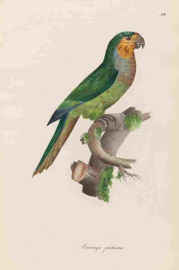 Unknown Monographie der Papergeien 1842 29 A4 Photo Print