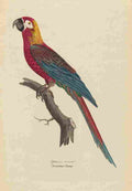 Unknown Monographie der Papergeien 1842 3 A4 Photo Print