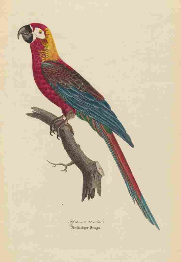 Unknown Monographie der Papergeien 1842 3 A4 Photo Print