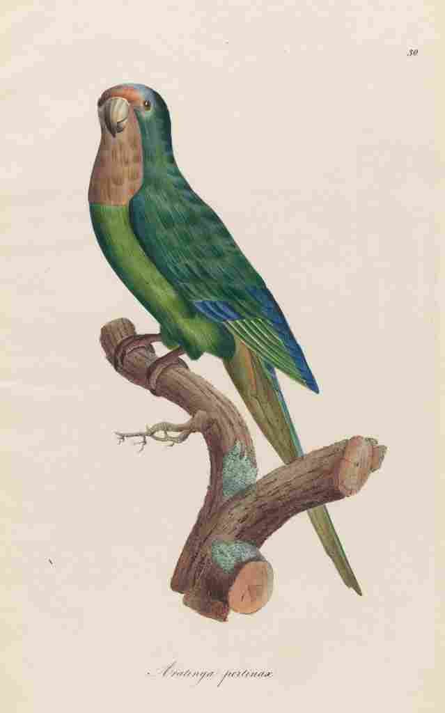Unknown Monographie der Papergeien 1842 30 A4 Photo Print