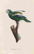 Unknown Monographie der Papergeien 1842 31 A4 Photo Print