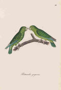 Unknown Monographie der Papergeien 1842 34 A4 Photo Print