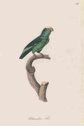 Unknown Monographie der Papergeien 1842 35 A4 Photo Print