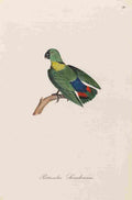 Unknown Monographie der Papergeien 1842 36 A4 Photo Print