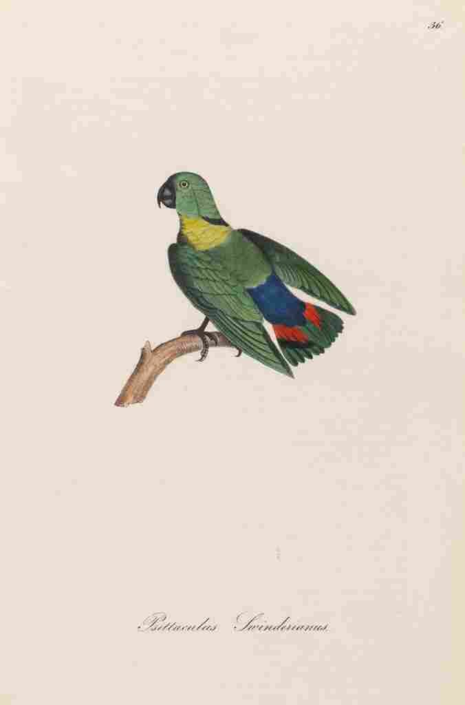 Unknown Monographie der Papergeien 1842 36 A4 Photo Print
