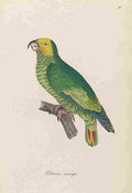 Unknown Monographie der Papergeien 1842 37 A4 Photo Print