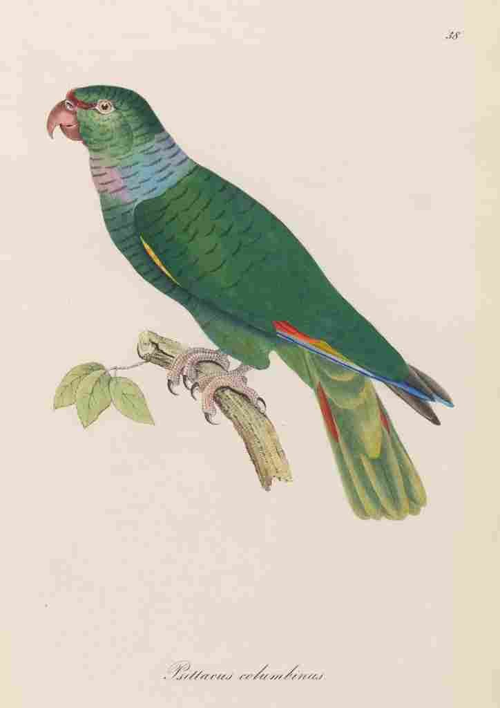 Unknown Monographie der Papergeien 1842 38 A4 Photo Print