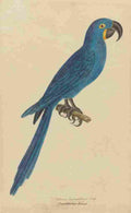 Unknown Monographie der Papergeien 1842 4 A4 Photo Print