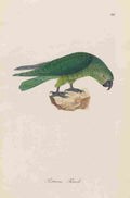 Unknown Monographie der Papergeien 1842 40 A4 Photo Print