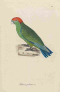 Unknown Monographie der Papergeien 1842 41 A4 Photo Print