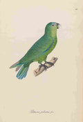 Unknown Monographie der Papergeien 1842 42 A4 Photo Print