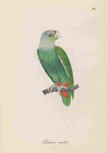 Unknown Monographie der Papergeien 1842 44 A4 Photo Print