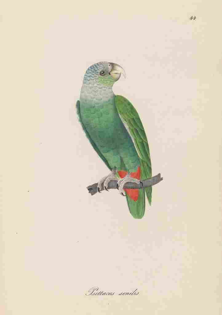 Unknown Monographie der Papergeien 1842 44 A4 Photo Print