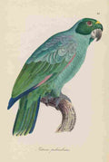 Unknown Monographie der Papergeien 1842 45 A4 Photo Print