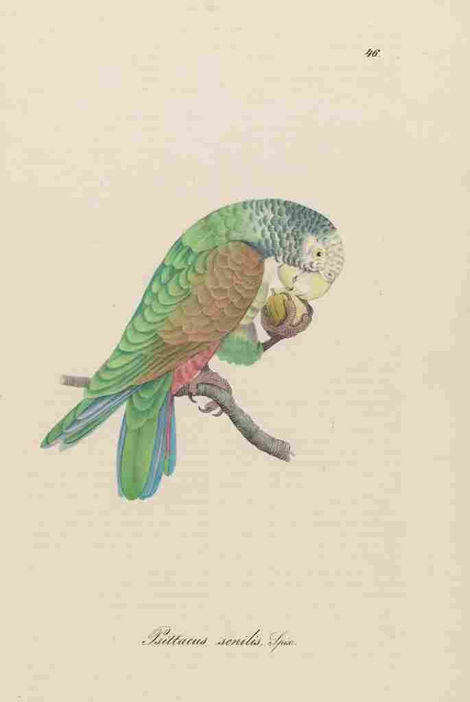 Unknown Monographie der Papergeien 1842 46 A4 Photo Print