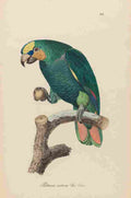 Unknown Monographie der Papergeien 1842 49 A4 Photo Print