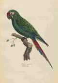 Unknown Monographie der Papergeien 1842 5 A4 Photo Print