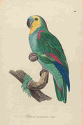 Unknown Monographie der Papergeien 1842 50 A4 Photo Print