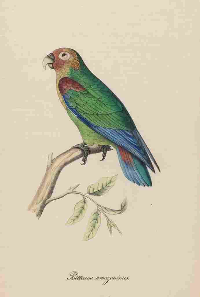 Unknown Monographie der Papergeien 1842 51 A4 Photo Print