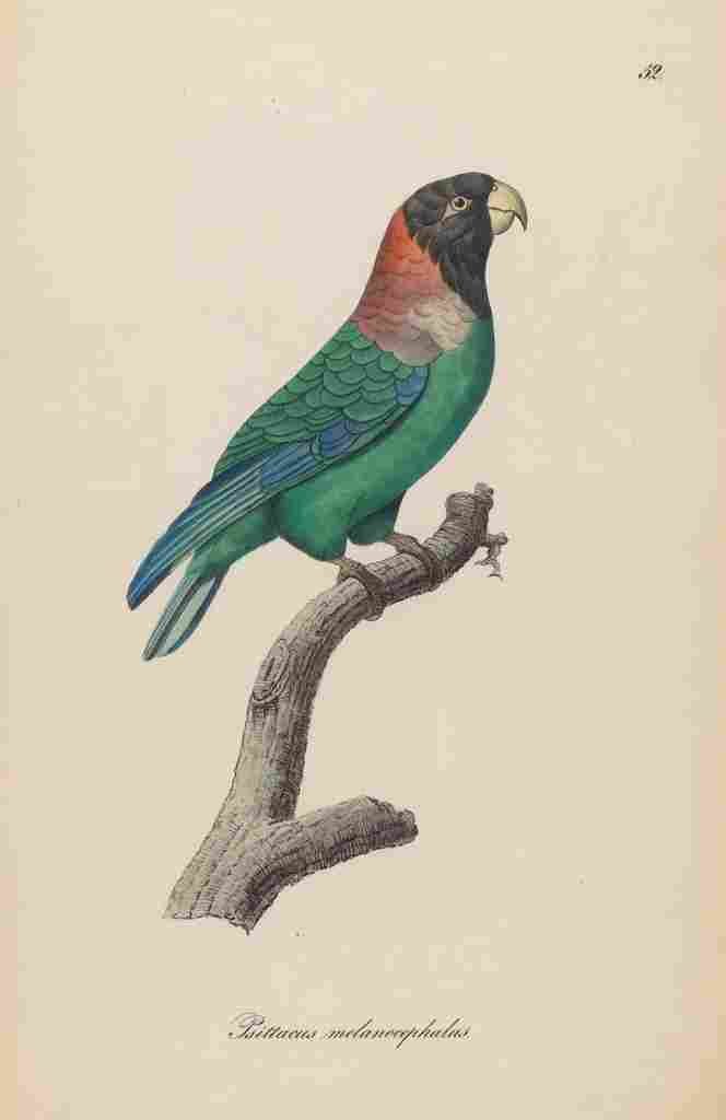 Unknown Monographie der Papergeien 1842 52 A4 Photo Print