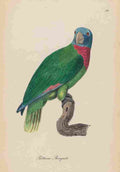 Unknown Monographie der Papergeien 1842 54 A4 Photo Print