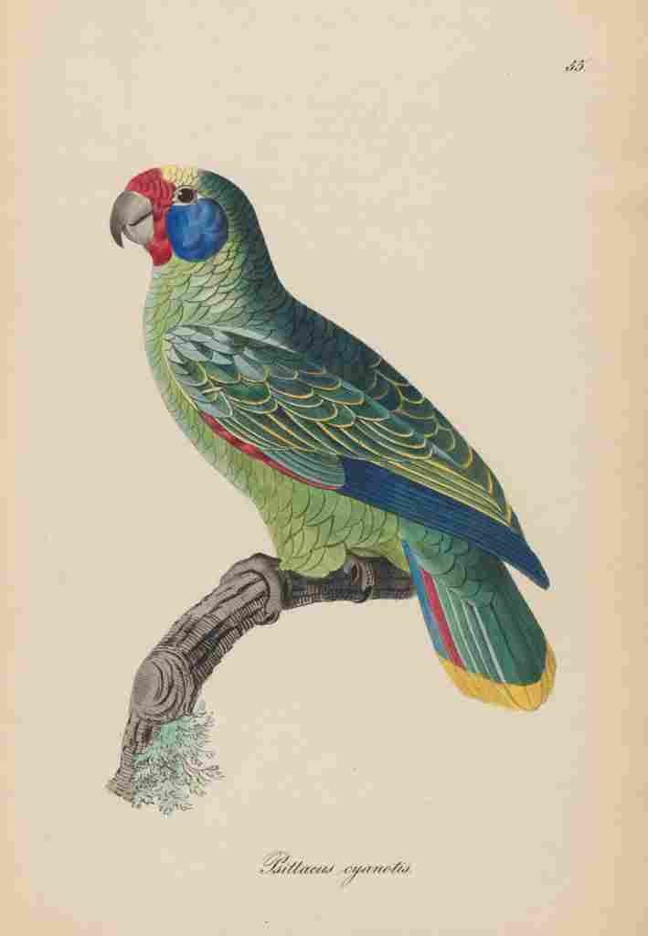 Unknown Monographie der Papergeien 1842 55 A4 Photo Print