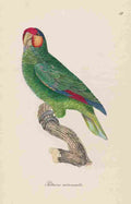 Unknown Monographie der Papergeien 1842 57 A4 Photo Print