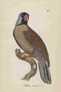 Unknown Monographie der Papergeien 1842 60 A4 Photo Print