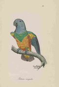 Unknown Monographie der Papergeien 1842 62 A4 Photo Print