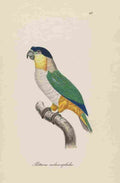 Unknown Monographie der Papergeien 1842 64 A4 Photo Print