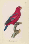 Unknown Monographie der Papergeien 1842 68 A4 Photo Print