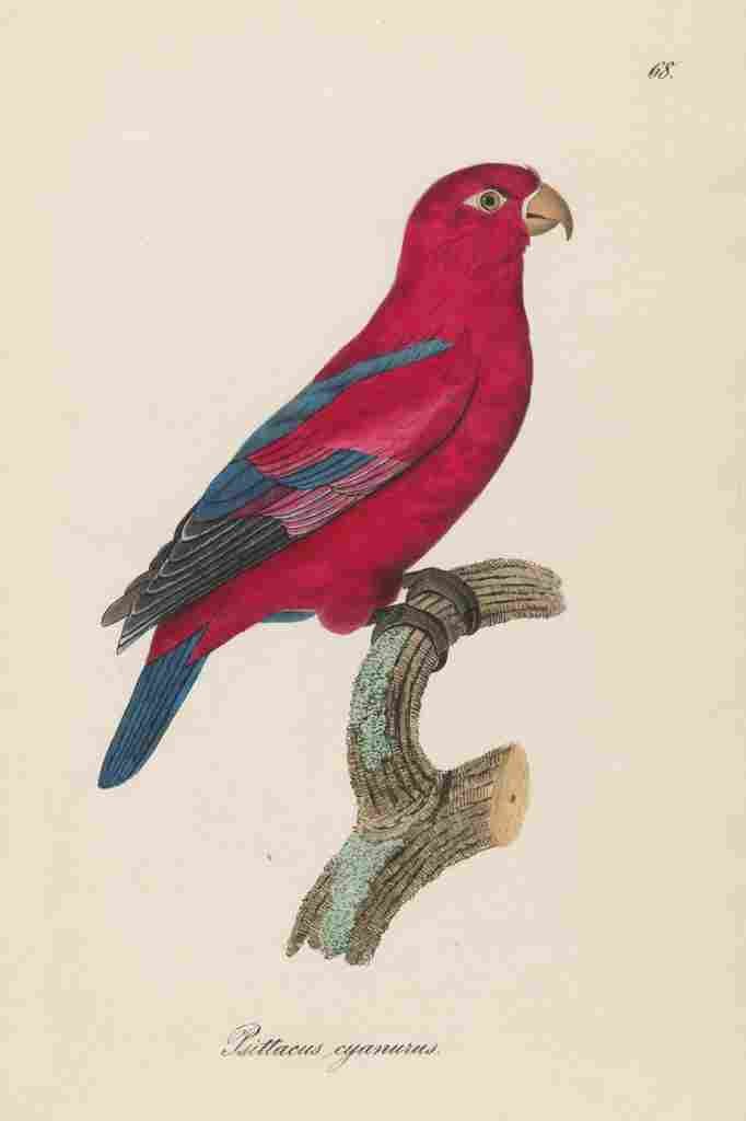 Unknown Monographie der Papergeien 1842 68 A4 Photo Print