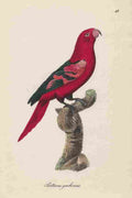 Unknown Monographie der Papergeien 1842 69 A4 Photo Print