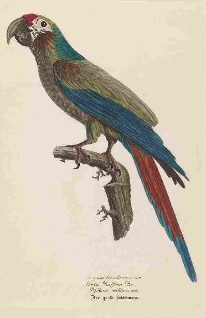 Unknown Monographie der Papergeien 1842 7 A4 Photo Print