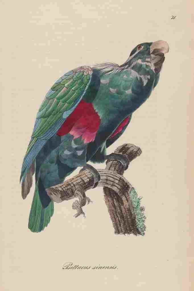 Unknown Monographie der Papergeien 1842 71 A4 Photo Print