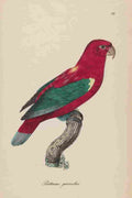 Unknown Monographie der Papergeien 1842 72 A4 Photo Print