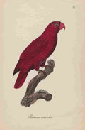 Unknown Monographie der Papergeien 1842 73 A4 Photo Print