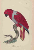 Unknown Monographie der Papergeien 1842 74 A4 Photo Print