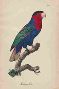Unknown Monographie der Papergeien 1842 75 A4 Photo Print