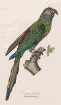 Unknown Monographie der Papergeien 1842 9 A4 Photo Print