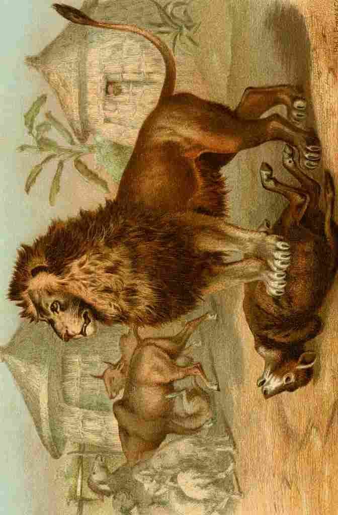 Unknown Our Living World 1885 Lion A4 Photo Print