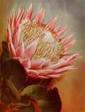Unknown Our South African Flora 1900 Giant Protea A4 Photo Print