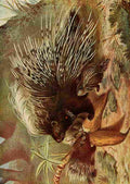 Unknown Roosevelt in Africa 1909 Porcupine & young A4 Photo Print